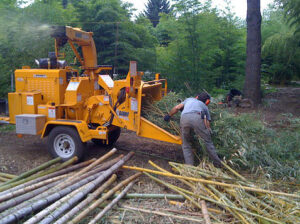 Why Bamboo? - Bamboo Farming USA