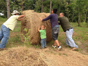 crew rolling out the hay mulch