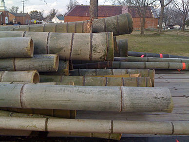 Poles - Bamboo Farming USA