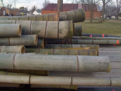 Bamboo Poles