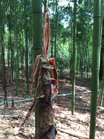 Bambusoides - Bamboo Farming USA