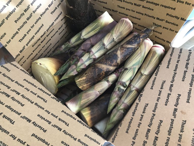 Fresh Bamboo Shoots Bamboo Farming USA