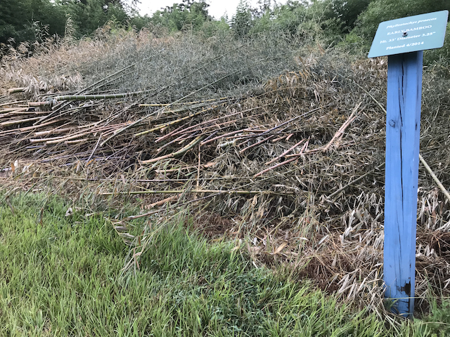 Fodder - Bamboo Farming USA
