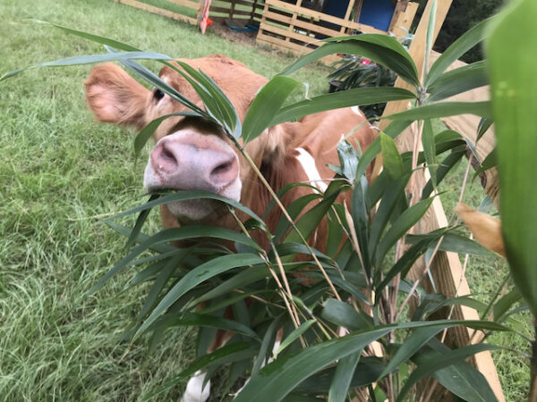 Fodder - Bamboo Farming USA