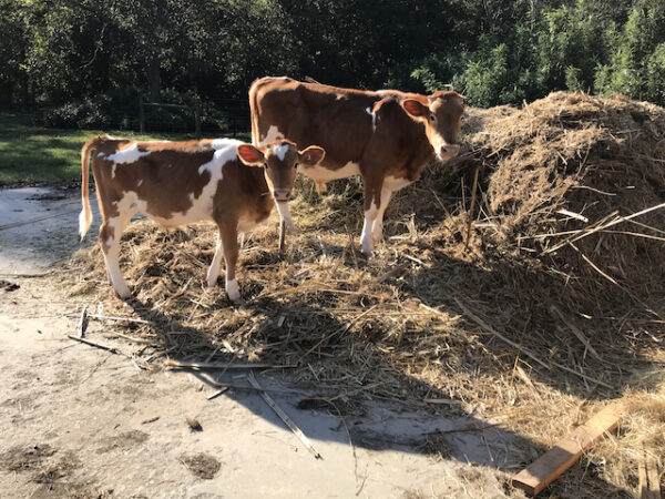 Fodder - Bamboo Farming USA