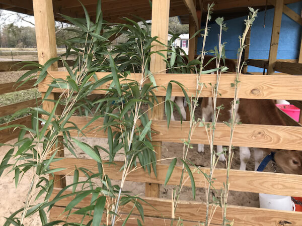 Fodder - Bamboo Farming USA