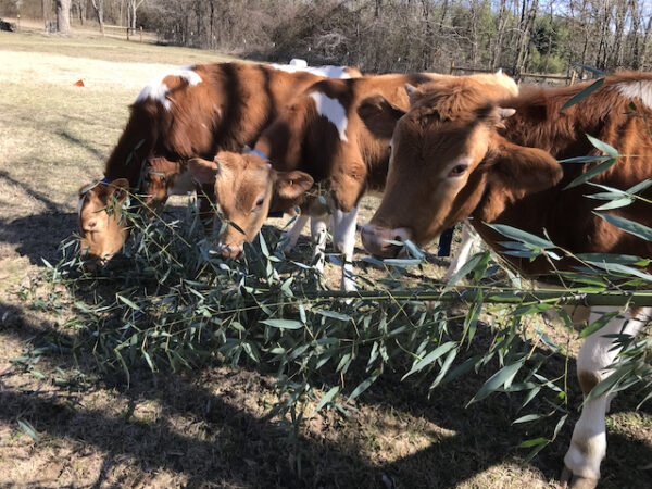 Fodder - Bamboo Farming USA