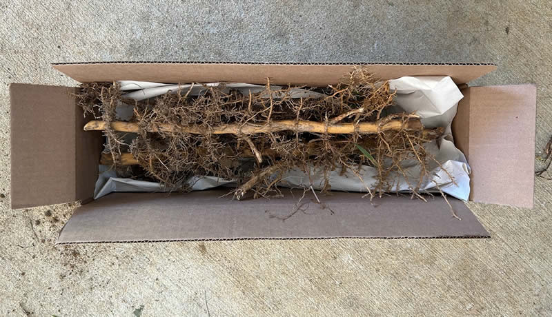 boxed rhizomes